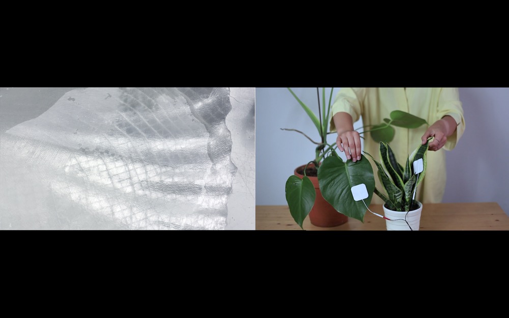 Brigita Kasperaite "The Plant Oracle"