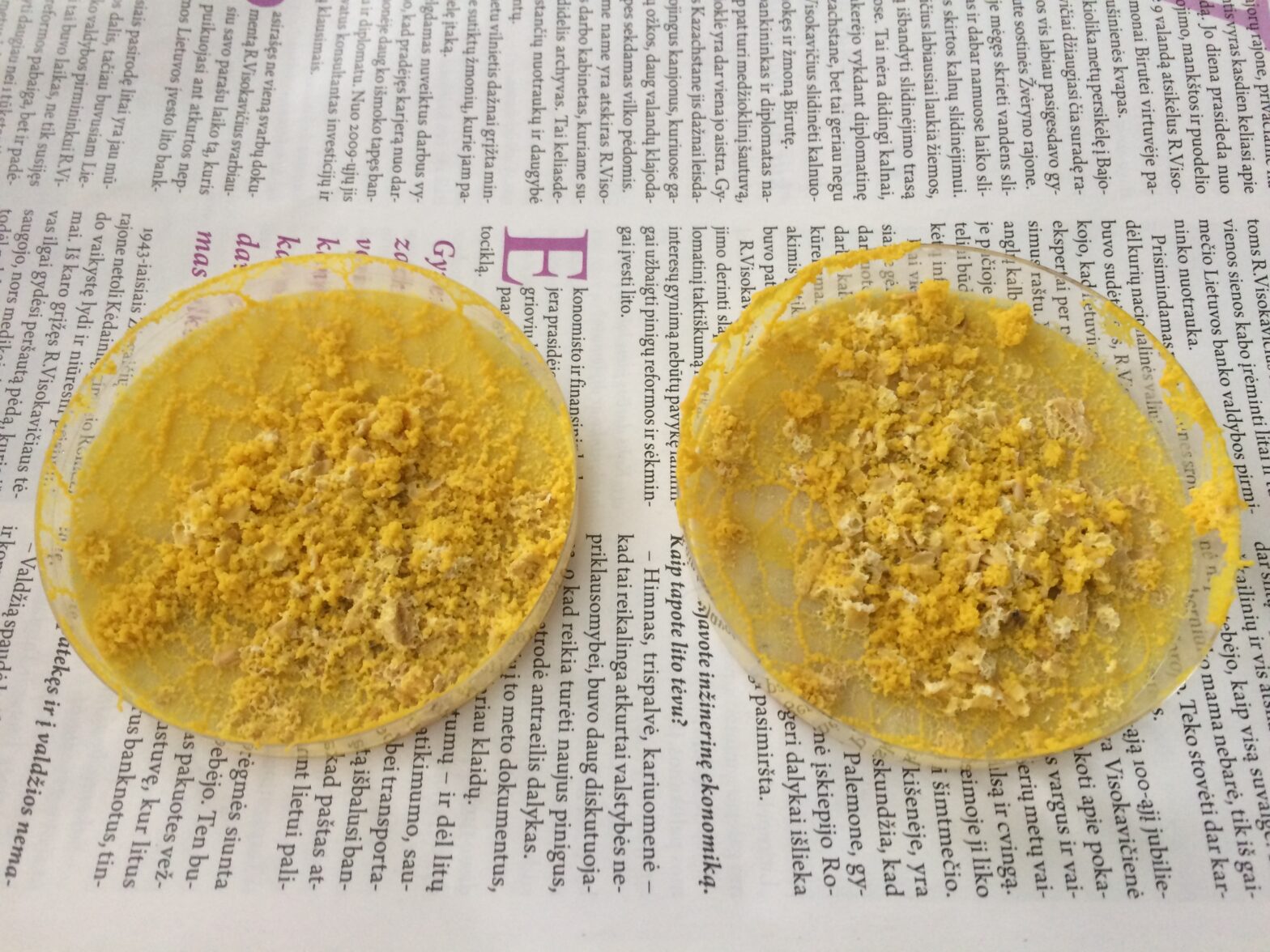 Physarum Works