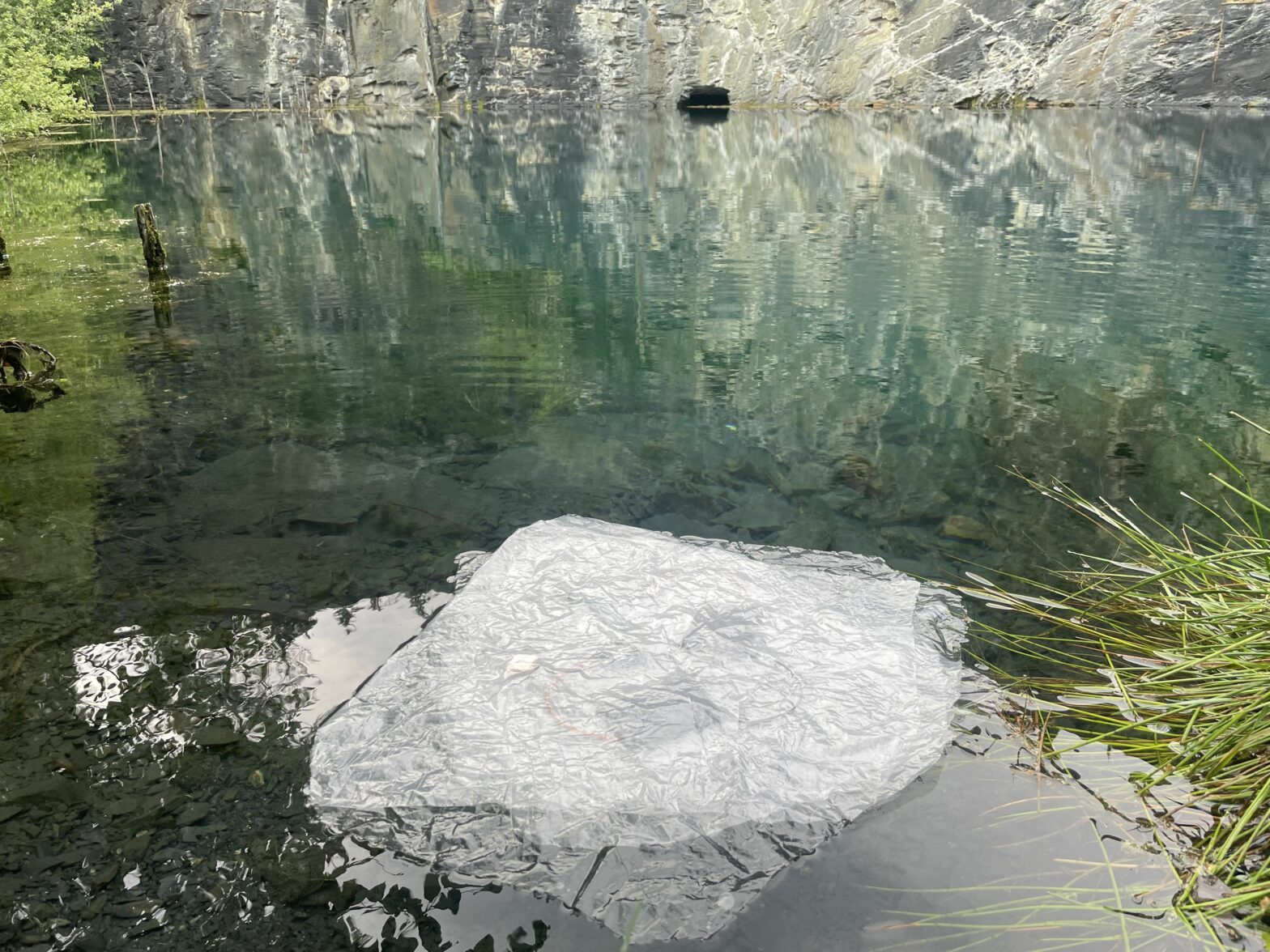 Jelly fish. Photo: Mindaugas Gapševičius